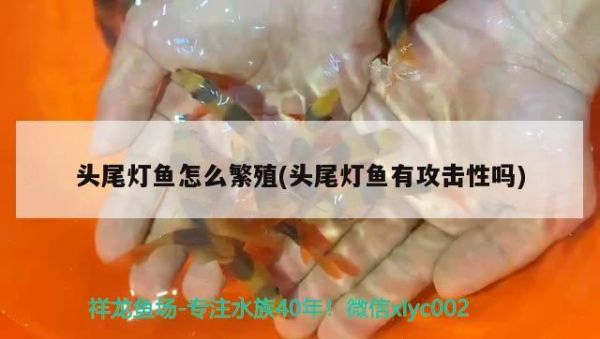 头尾灯鱼怎么繁殖(头尾灯鱼有攻击性吗) 观赏鱼