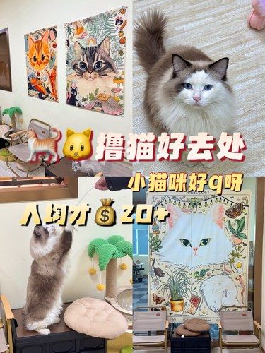 20几块钱就能撸猫一下午[流泪]被猫咪萌化了..