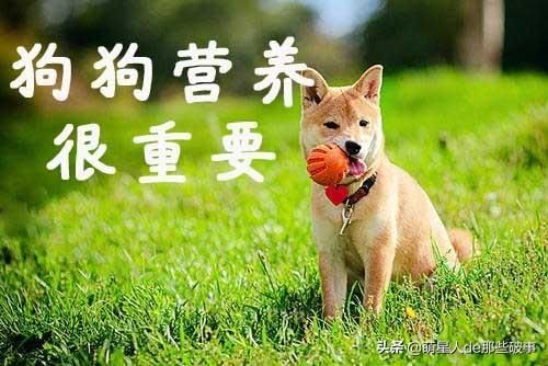 如何给狗狗补充营养，看这篇就够了！