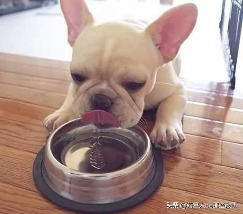 如何给狗狗补充营养，看这篇就够了！