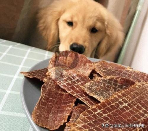 如何给狗狗补充营养，看这篇就够了！