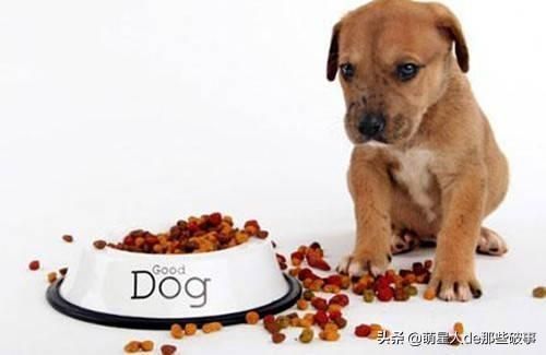 如何给狗狗补充营养，看这篇就够了！