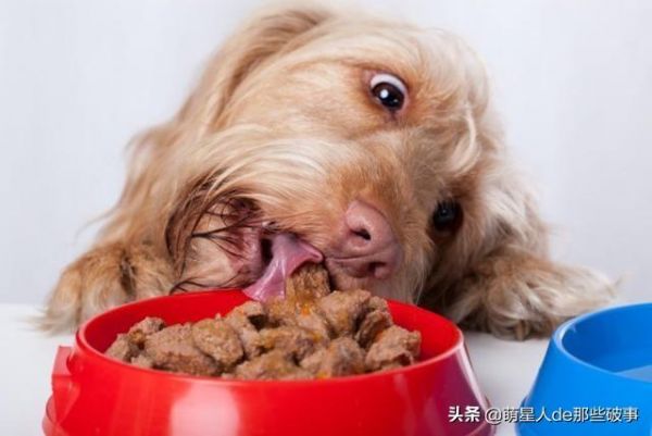 如何给狗狗补充营养，看这篇就够了！