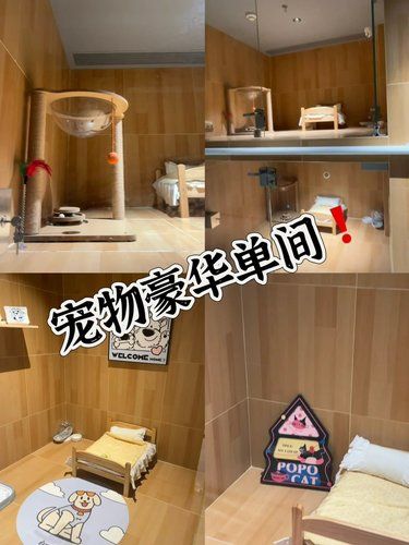 wow深圳宠物豪华酒店