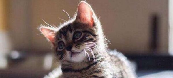 猫咪不怎么吃了（探讨宠物猫的饮食健康问题）