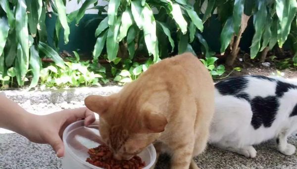 猫吃生鸡蛋（揭秘宠物猫饮食中的争议问题）