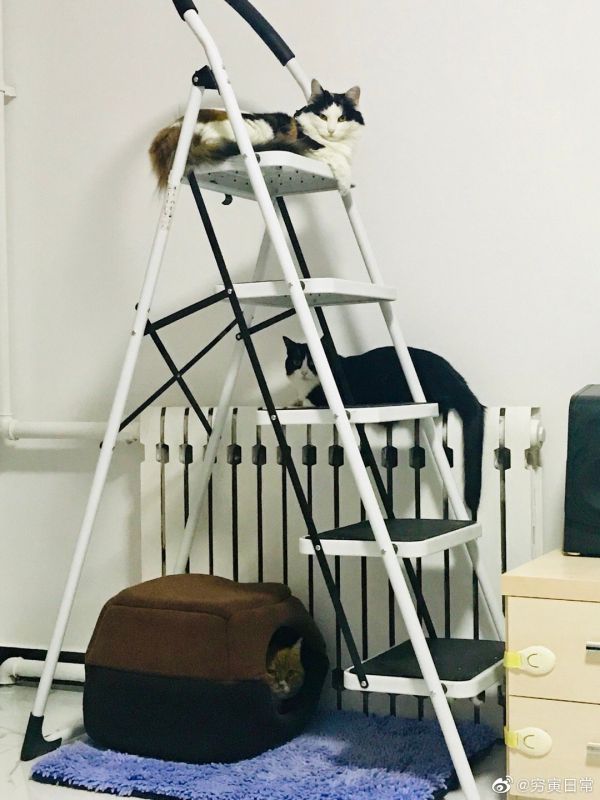 猫窝要温暖~