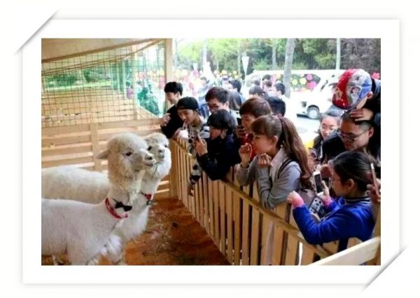 萌宠乐园小香猪互动游戏