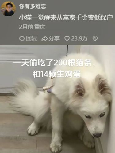 小猫一觉醒来从富家千金变低保户