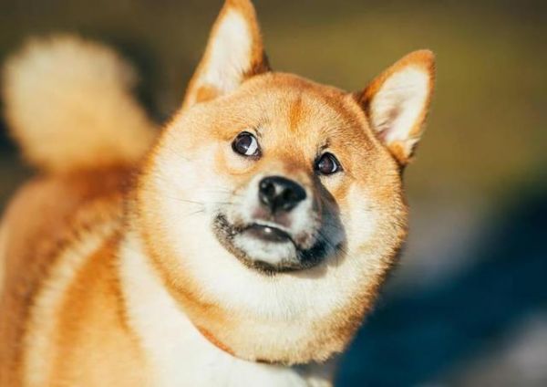 宠物狗狗梳毛的要点与方法和运动训练需要注意五点
