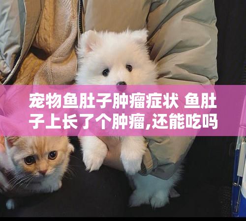 宠物鱼肚子肿瘤症状 鱼肚子上长了个肿瘤,还能吃吗