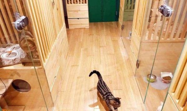 宠物寄养店的选择与注意事项（以猫咪寄养宠物店为例）