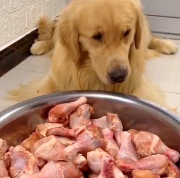 宠物吃播 鸡腿