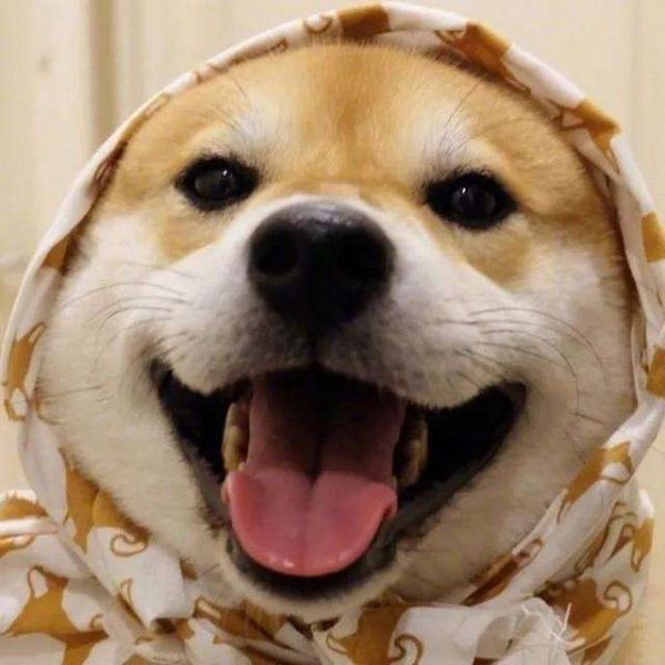 宠物