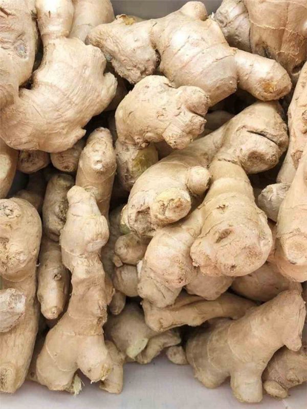 种姜的季节是几月份