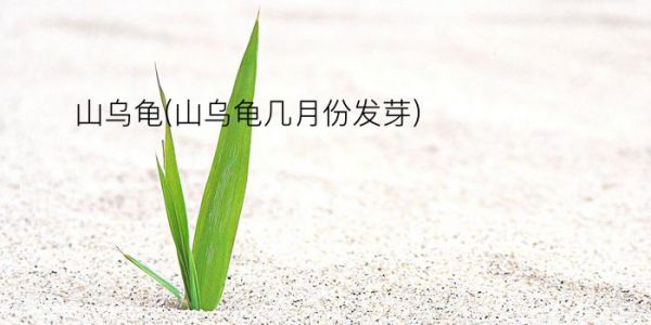 山乌龟(山乌龟几月份发芽)