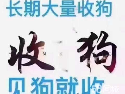 天津其他二手物品·本店长年高价收购！各种宠物狗，宠物猫！欢迎随时！可上门收购