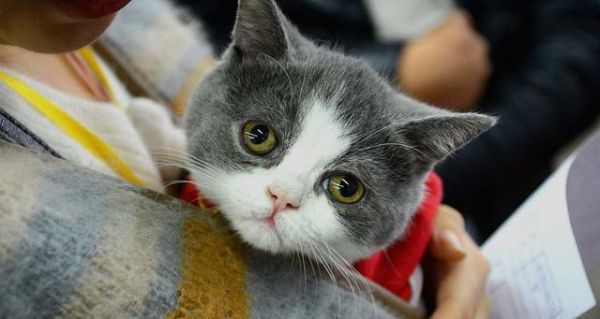 为什么你的猫胃口不好（猫咪的健康饮食指南）
