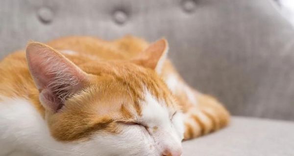 小猫为什么会吐水不吃东西（探究宠物饮食健康的重要性）