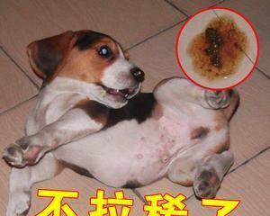 小狗吃多了吐，主人应该怎么做（宠物饮食的重要性与小狗饮食失调的可能性）