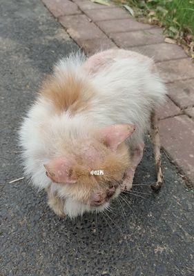 宠物猫咪传染病的治疗方式（保护宠物和自身健康的重要性）