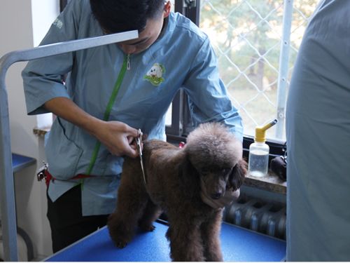 圣宠46期美容班美容修剪综合实操