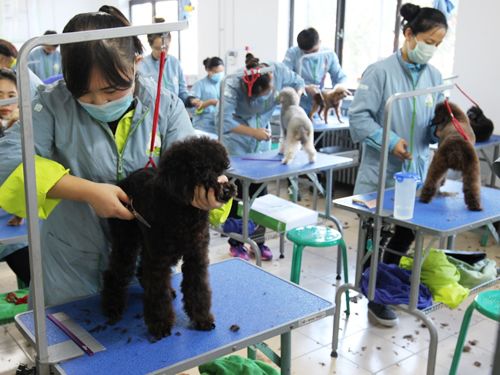 圣宠46期美容班美容修剪综合实操