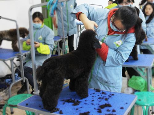圣宠46期美容班美容修剪综合实操