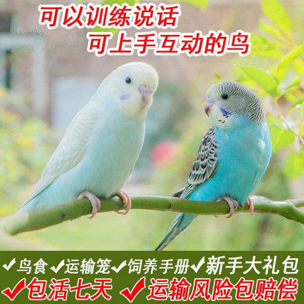 鸟活物虎皮鹦鹉活鸟手养宠物观赏鸟活体情侣云斑棕头鸟粮玄凤包邮