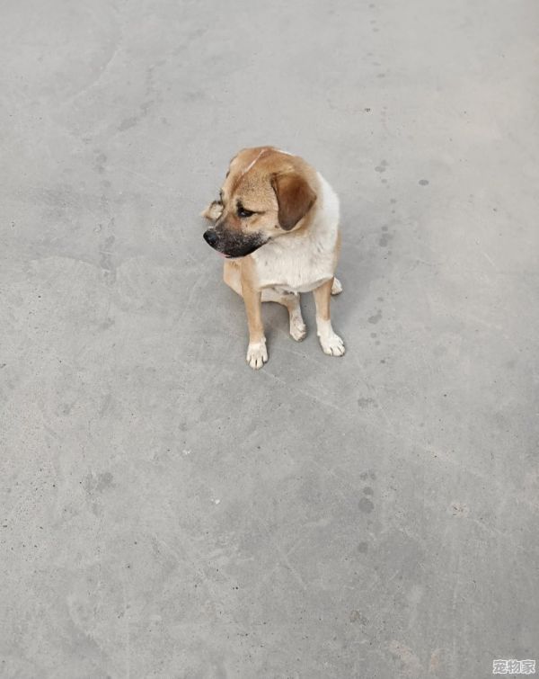 怎么介绍宠物的名字呢英语
