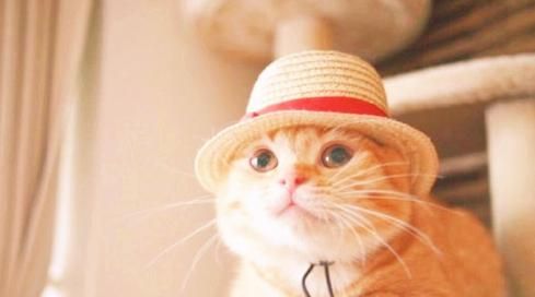 宠物猫咪为什么要补充维生素（探究猫咪需要补充维生素的原因及如何科学补充）