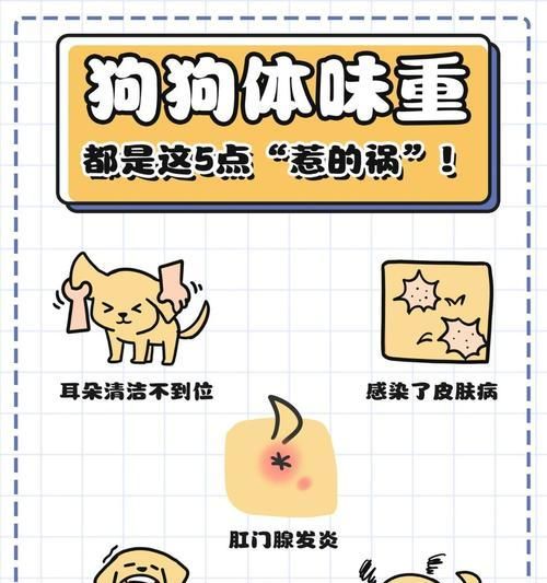 狗狗是否需要补充维生素？（为你的狗狗提供全面的营养保障）