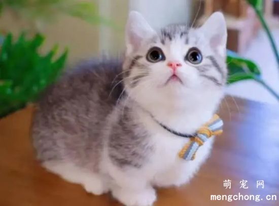 维生素A对宠物猫的作用？猫咪维生素A缺乏怎么办