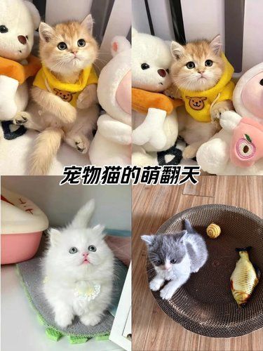 又是被宠物可爱到的一天[惊叹]