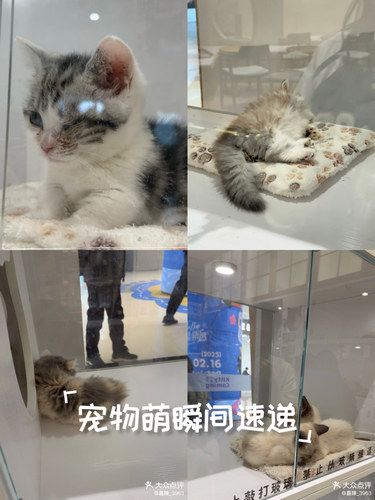 猫星人的小决斗