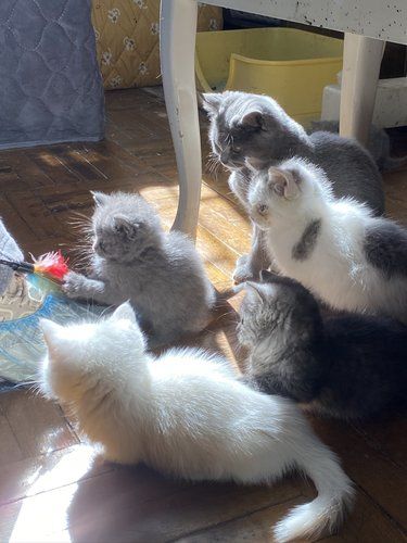 避雷这家猫咖！居然让童工营业[色]