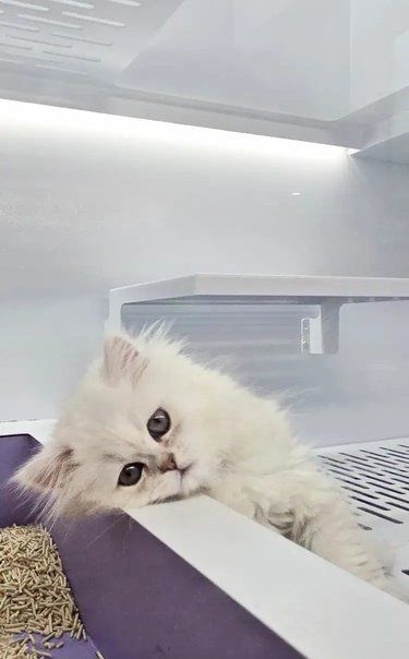 猫咪界的“颜值担当”在这里！
