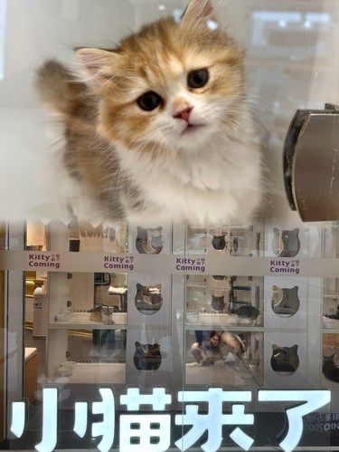 宠物猫的萌翻天
