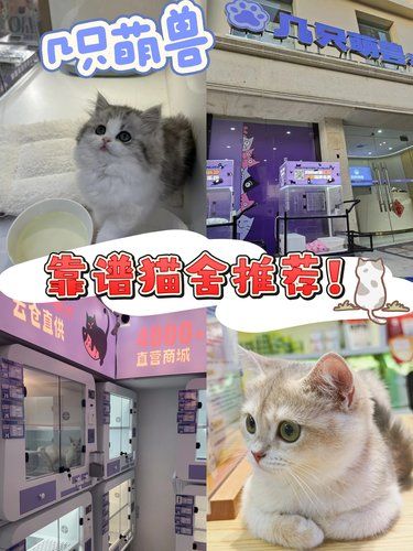 长沙探店｜长沙保365天的猫舍