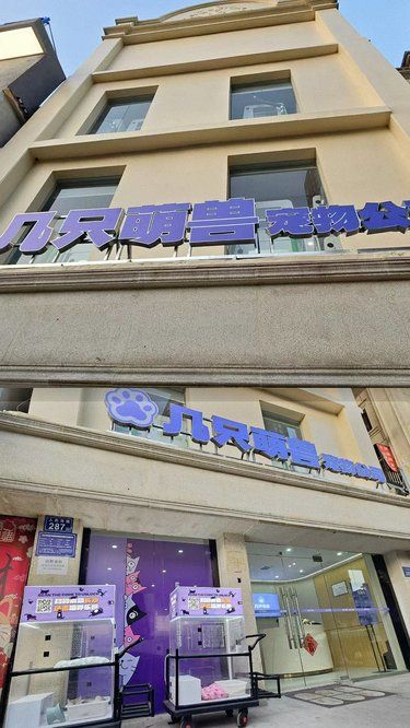 买猫必看！这家宠物店藏着“喵星人”宝藏！