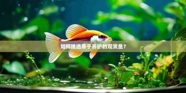 如何挑选易于养护的观赏鱼？