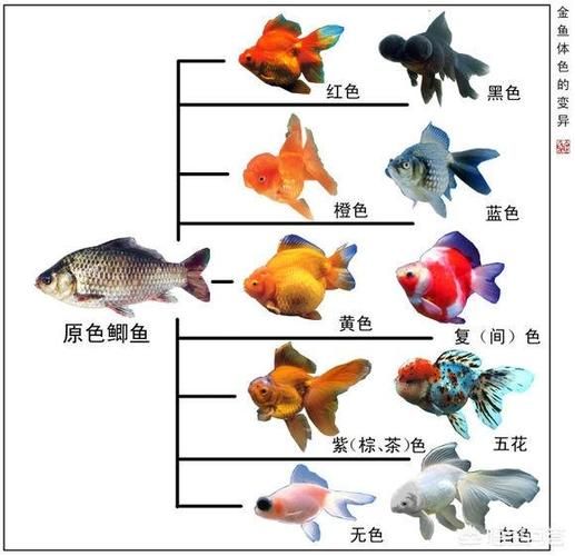 观赏鱼四大家