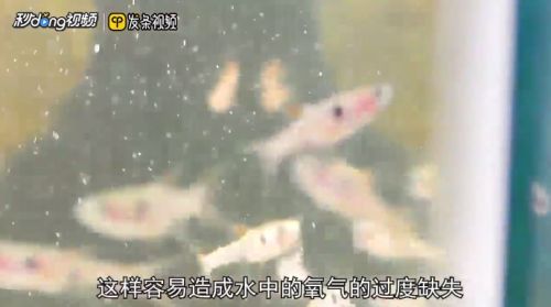 细线银板鱼苗日常饲料选择