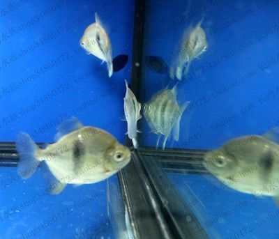 细线银板鱼苗日常饲料选择