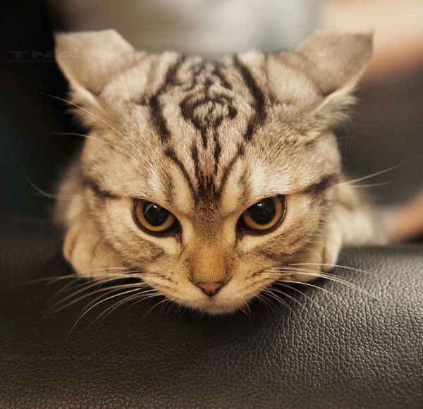 猫咪生气的表现有哪些