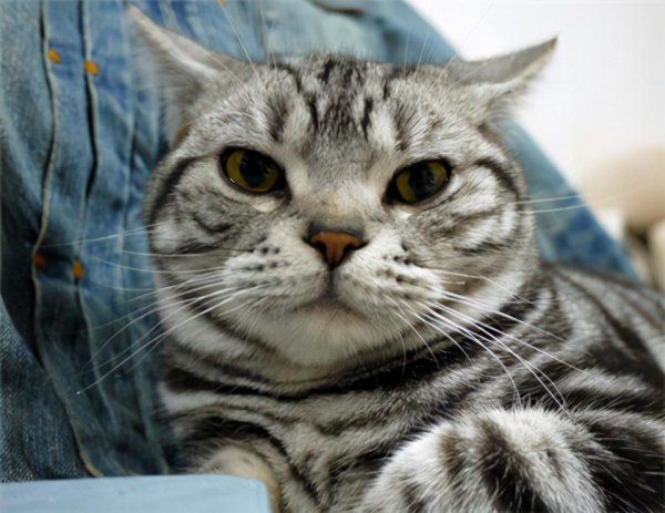 猫咪生气的表现有哪些