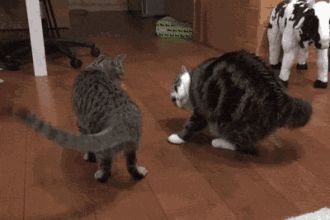 猫咪生气的表现有哪些