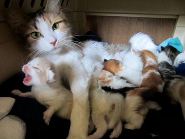出生不久的小猫怎么养