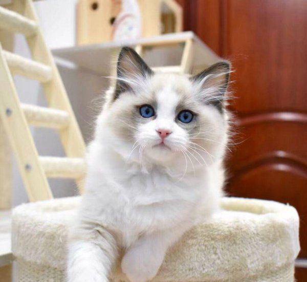 布偶猫如何饲养