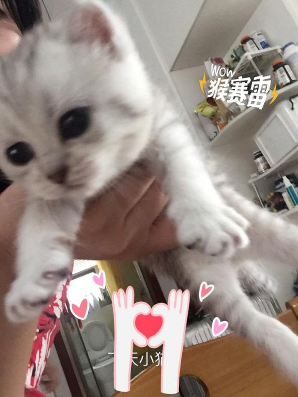 家养猫咪喂养的注意事项，我们一起学猫叫